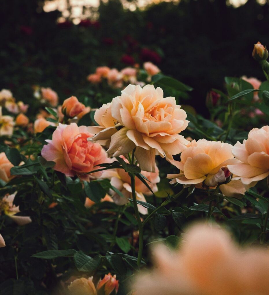 a bunch of flowers that are in the grass